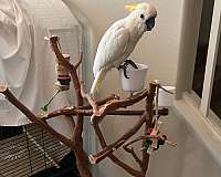 female-bird-for-sale-in-shasta-lakes-ca