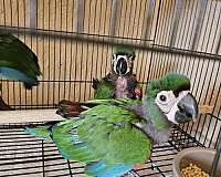 severe-macaw-for-sale-in-homestead-fl