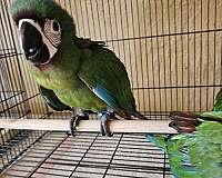 severe-macaw-for-sale