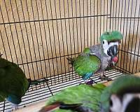 medium-severe-macaw-for-sale