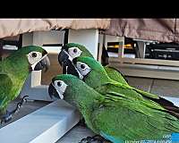 severe-macaw-for-sale-in-homestead-fl