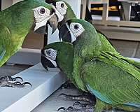 severe-macaw-for-sale