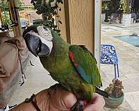 medium-severe-macaw-for-sale