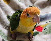 handfed-pet-caique-white-bellied-caique-for-sale