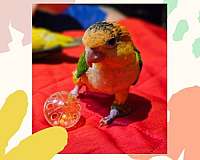 caique-for-sale