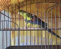 parrot-for-sale-in-cumberland-md