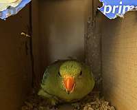 green-bird-for-sale-in-cumberland-md