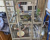 medium-bird-for-sale-in-cumberland-md