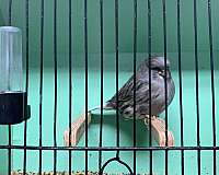 blue-canary-for-sale