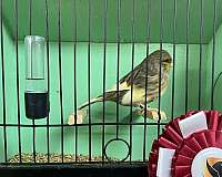 fawn-canary-for-sale