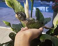 blue-crown-conure-for-sale