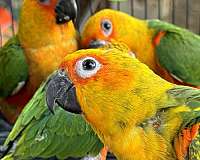 parrot-for-sale