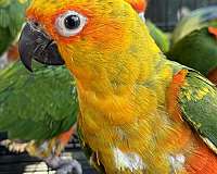 parrot-for-sale-in-san-jose-ca