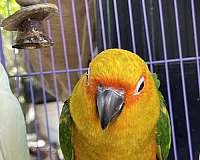 bird-for-sale-in-san-jose-ca