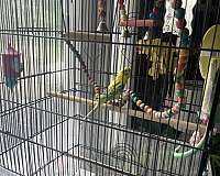 parakeet-for-sale-in-new-hampshire