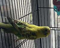 parakeet-for-sale