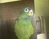 pionus-parrots-for-sale