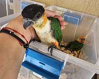 caique-black-headed-caique-for-sale-in-homestead-fl