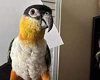 caique-for-sale