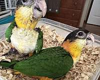 black-caique-for-sale