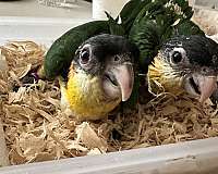 orange-caique-for-sale