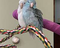 blue-opal-handfed-playful-bird-for-sale