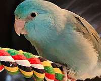 blue-opal-parrotlet-for-sale