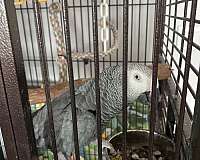 african-grey-parrot-parrot-for-sale-in-grove-city-oh