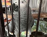 african-grey-parrot-for-sale