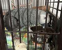 african-grey-parrot-for-sale-in-grove-city-oh