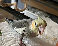 albino-bird-for-sale-in-wilmington-ma