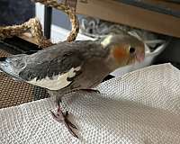 bird-eggs-in-wilmington-ma