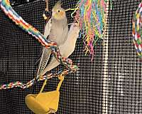 green-cheek-conure-for-sale-in-wilmington-ma