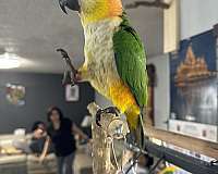 black-headed-caique-for-sale-in-oklahoma-city-ok