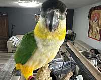 caique-for-sale-in-oklahoma-city-ok