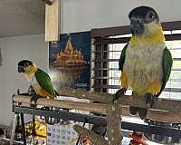 black-headed-caique-for-sale