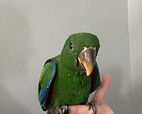 eclectus-parrots-for-sale