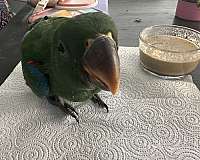 baby-eclectus-parrots-for-sale