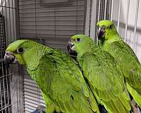 yellow-naped-amazon-parrot-for-sale-in-conyers-ga