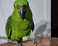 bird-parrot-for-sale-in-conyers-ga