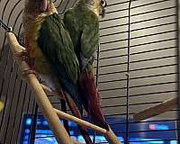 green-cheek-conure-for-sale-in-pennsylvania