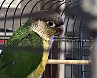 green-cheek-conure-for-sale