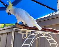 sulpher-crested-cockatoo-for-sale-in-anaheim-ca