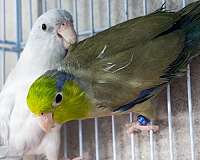 parrotlet-for-sale