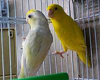 parrotlet-for-sale-in-hillside-nj