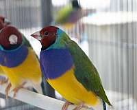 lady-gouldian-finch-for-sale