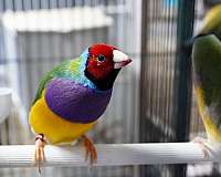 lady-gouldian-finch-for-sale-in-hillside-nj