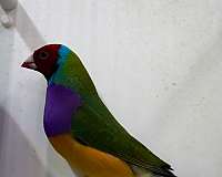 adult-lady-gouldian-finch-for-sale