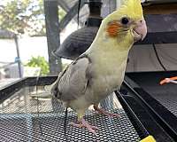 green-cheek-conure-for-sale-in-hillside-nj