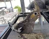 green-cheek-conure-for-sale